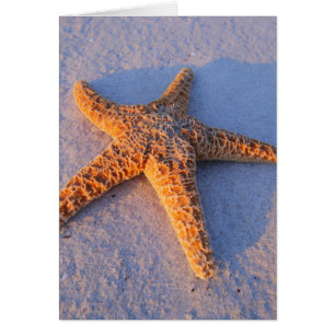 Starfish auf weißem Sand