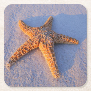 Starfish auf weißem Sand Rechteckiger Pappuntersetzer