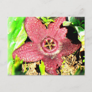 Starfish Blume - Lila Kakteen/Sukkulente Blume Postkarte