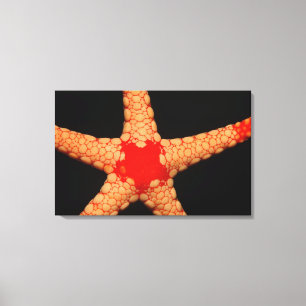 Starfish (Fromia monilis), Malediven. Leinwanddruck