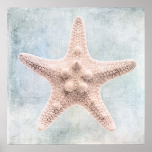 Starfish gestörte blaue Creme Poster