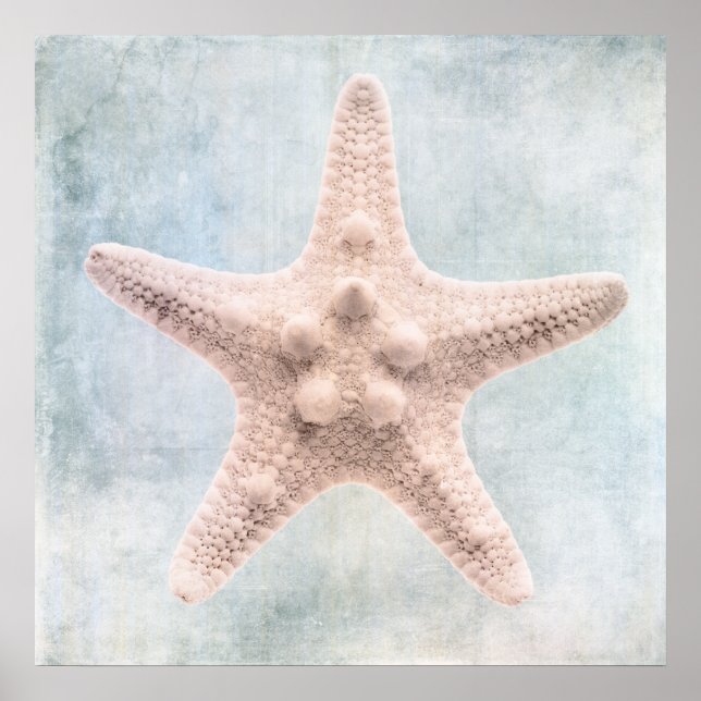 Starfish gestörte blaue Creme Poster (Vorne)