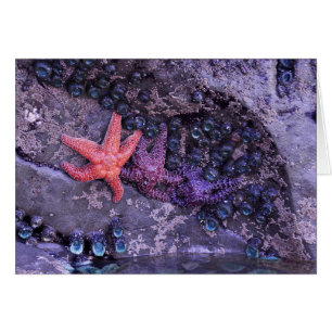 Starfish in mehreren Farben im Ruby Beach, WA
