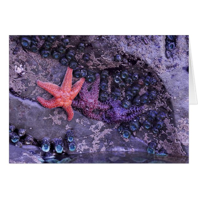 Starfish in mehreren Farben im Ruby Beach, WA (Vorderseite (Horizontal))