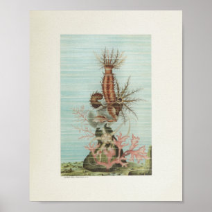 Starfish Korallenfarbe Kunst Drucken Meeresleben Poster