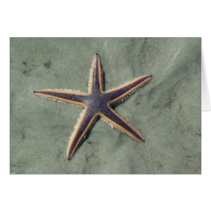 Starfish Lila Seestern am Strand