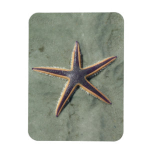 Starfish Lila Seestern am Strand Magnet