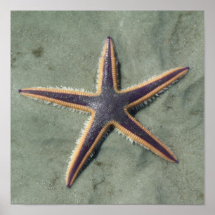 Starfish Lila Seestern am Strand Poster