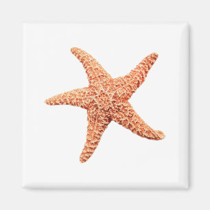 Starfish Magnet