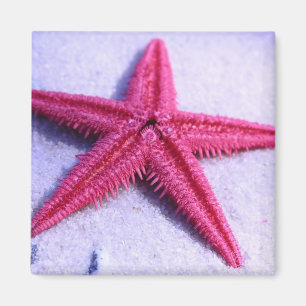 Starfish Magnet