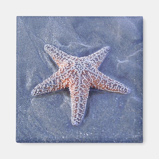 Starfish Magnet (Vorne)