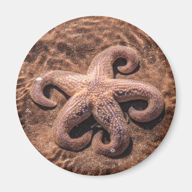 Starfish mit Curly Legs Magnet (Vorne)