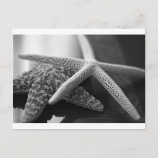 Starfish Mono Postkarte