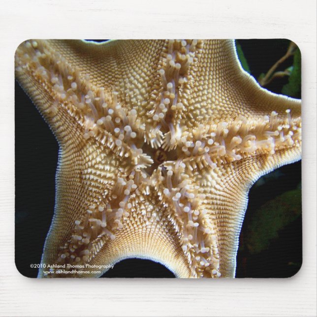 Starfish Mousepad (Vorne)