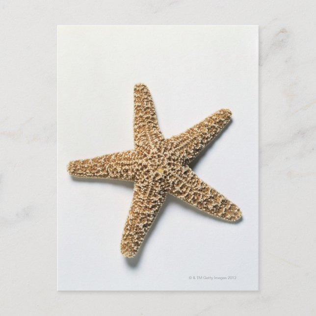 Starfish-Muschel auf weißem Hintergrund Postkarte (Vorderseite)