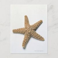Starfish-Muschel auf weißem Hintergrund
