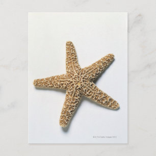 Starfish-Muschel auf weißem Hintergrund Postkarte