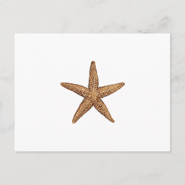 Starfish - Nordseestern Postkarte (Vorderseite)