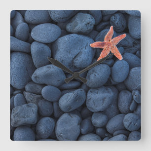 Starfish On Black Rocks Along The Coast Iceland Quadratische Wanduhr