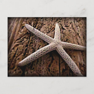 Starfish on Driftwood Postkarte