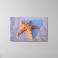 Starfish On White Sand