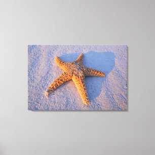 Starfish On White Sand Leinwanddruck