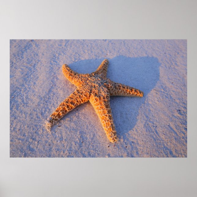 Starfish On White Sand Poster (Vorne)