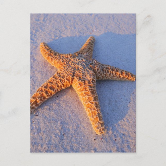 Starfish On White Sand Postkarte (Vorderseite)