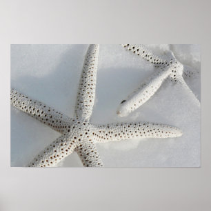 Starfish Poster