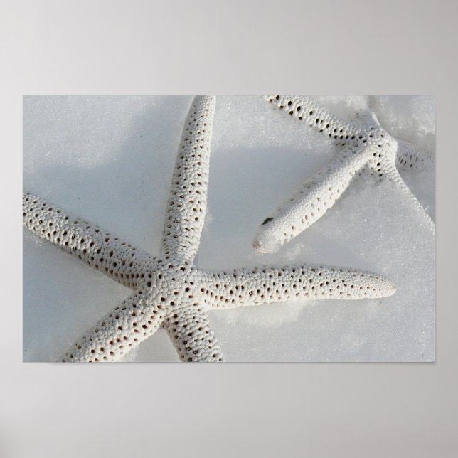 Starfish Poster (Vorne)