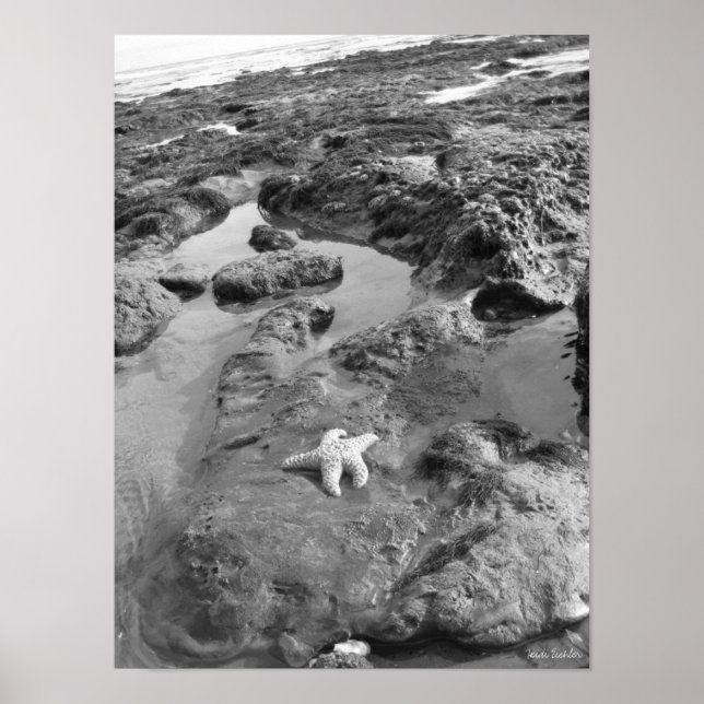 Starfish Poster (Vorne)