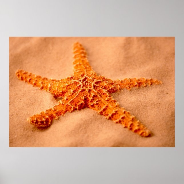 Starfish Poster (Vorne)