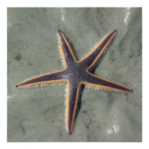 Starfish Poster