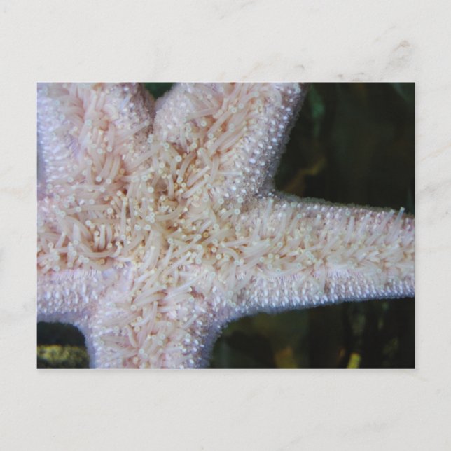Starfish Postkarte (Vorderseite)
