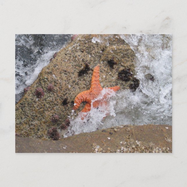 Starfish Postkarte (Vorderseite)