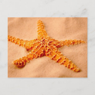 Starfish Postkarte