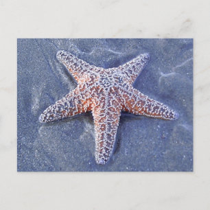 Starfish Postkarte