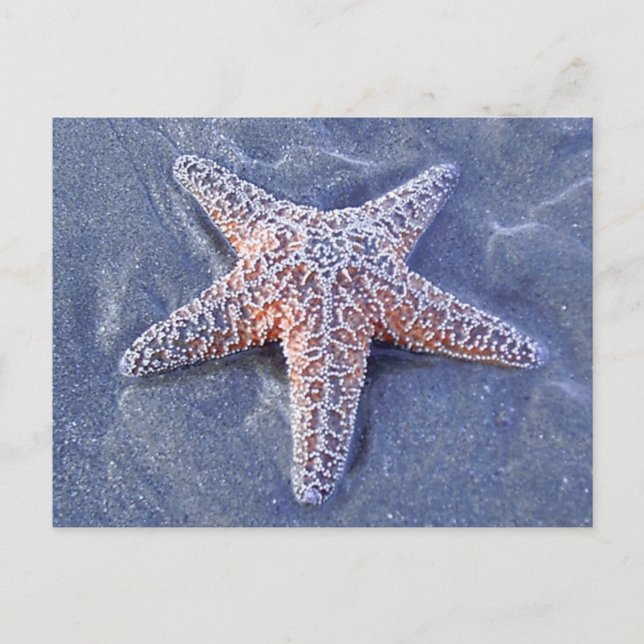 Starfish Postkarte (Vorderseite)