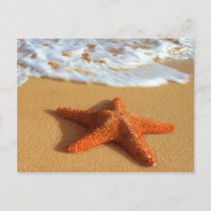 Starfish Postkarte