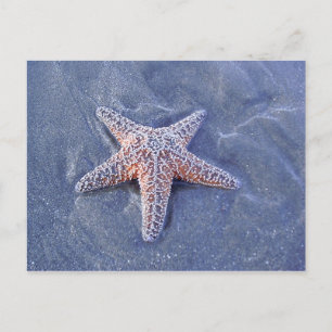 Starfish Postkarte