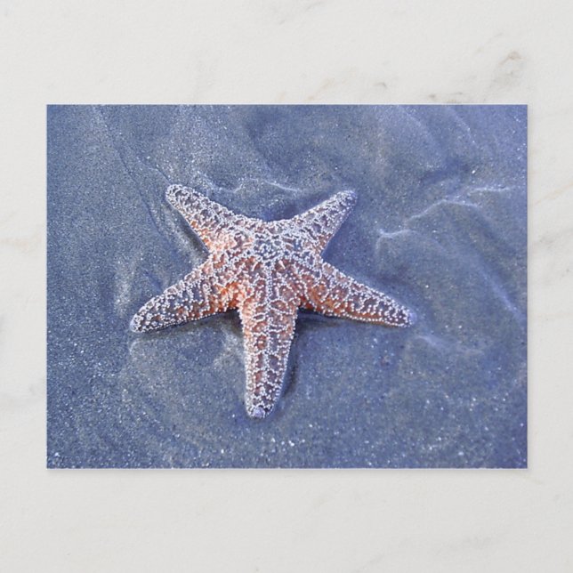 Starfish Postkarte (Vorderseite)