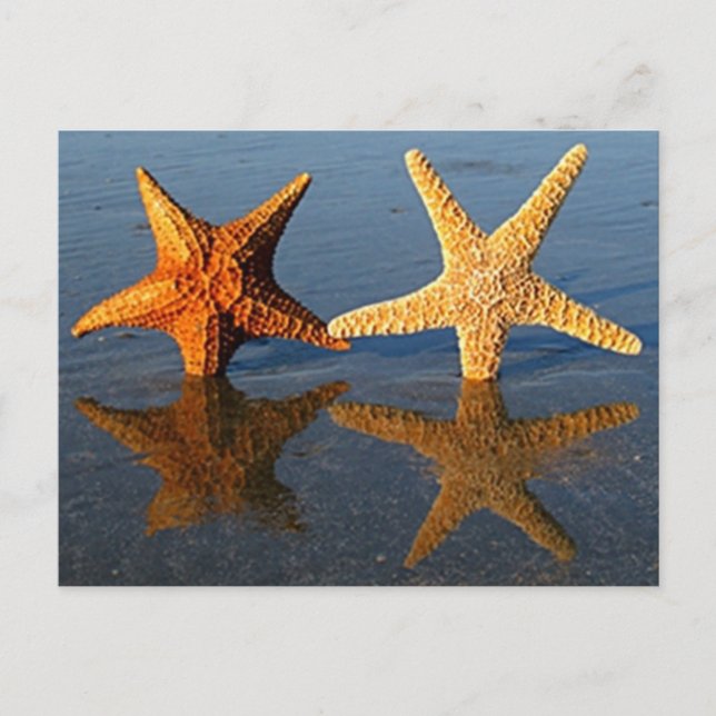 Starfish Reflektionspostkarte Postkarte (Vorderseite)