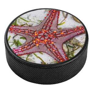 Starfish, Sansibar, Tansania Eishockey Puck