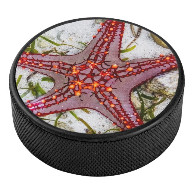 Starfish, Sansibar, Tansania Eishockey Puck (3/4)