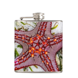 Starfish, Sansibar, Tansania Flachmann