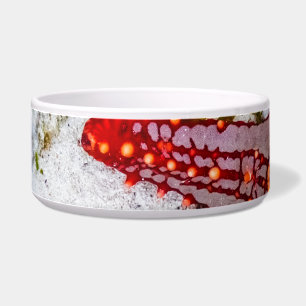 Starfish, Sansibar, Tansania Napf