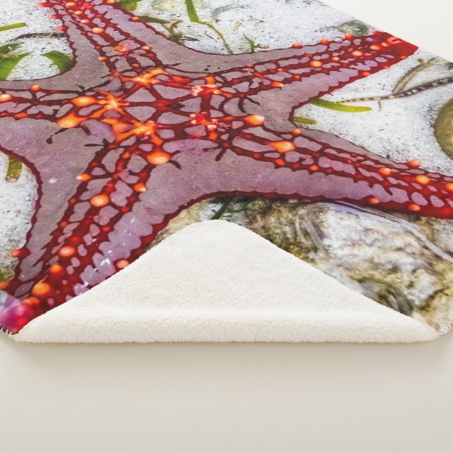Starfish, Sansibar, Tansania Sherpadecke (3/4)