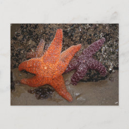 Starfish/Sea Stars, Cannon Beach OR, Foto 1 Postkarte