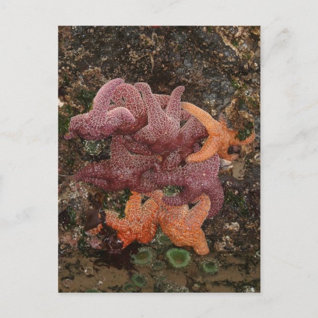 Starfish/Sea Stars, Cannon Beach OR, Foto 5 Postkarte (Vorderseite)