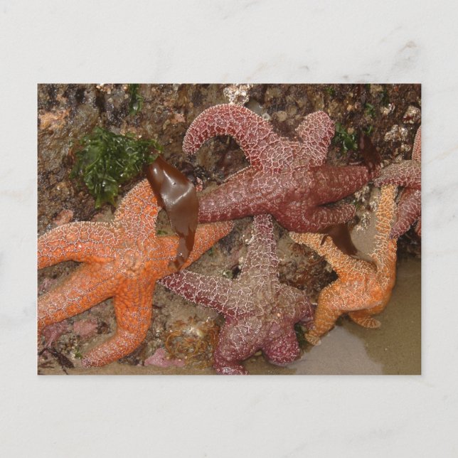 Starfish/Sea Stars in Cannon Beach, OR, Foto 4 Postkarte (Vorderseite)